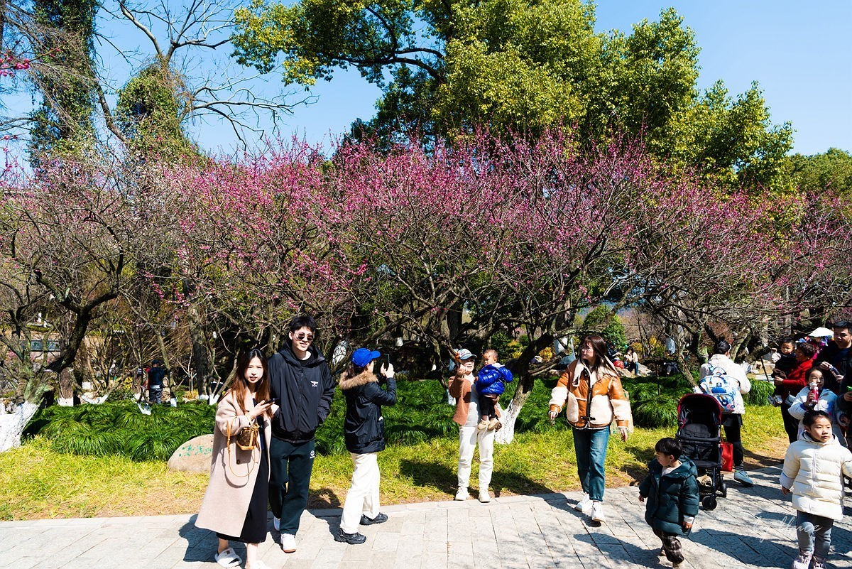 观梅胜地——杭州超山（4）