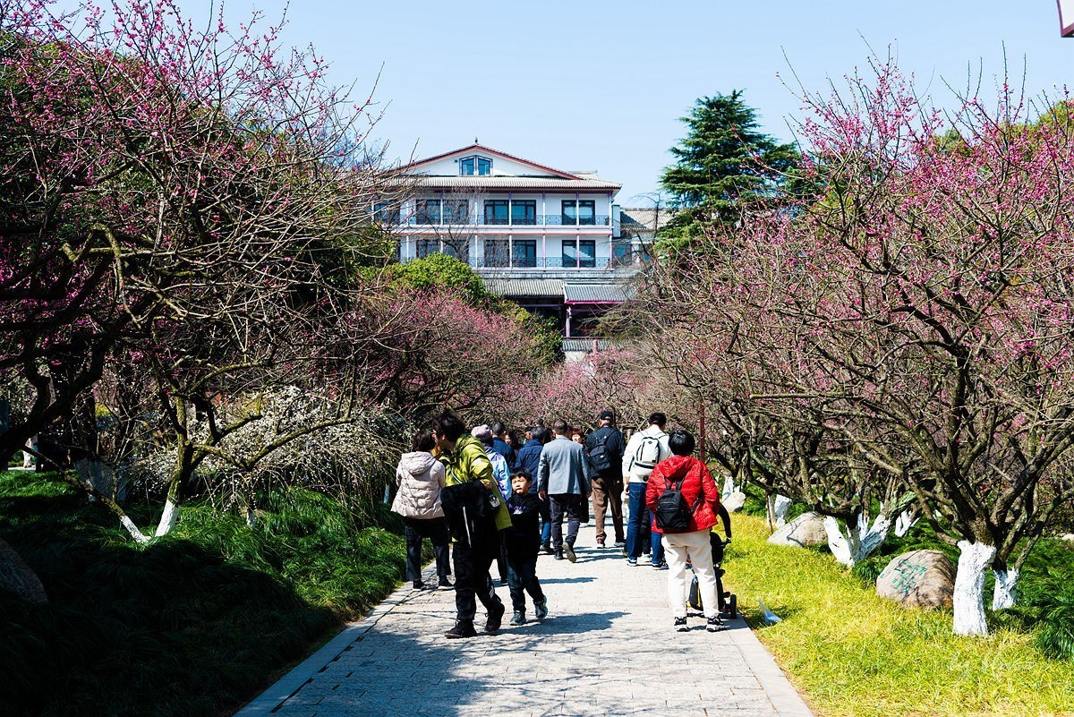 观梅胜地——杭州超山（4）