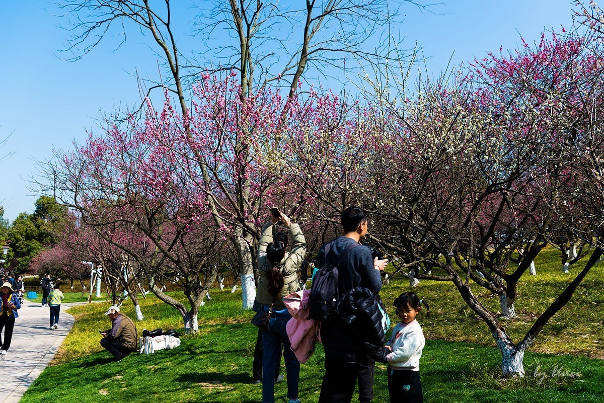 观梅胜地——杭州超山（4）
