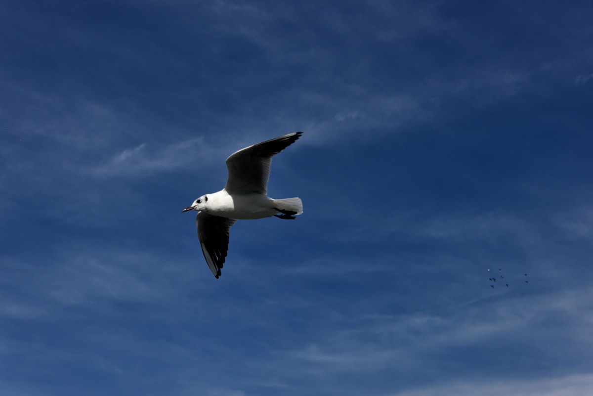 海埂大坝的海鸥【6】