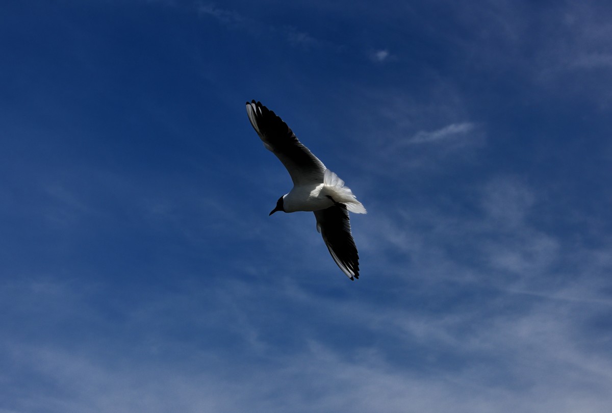 海埂大坝的海鸥【6】