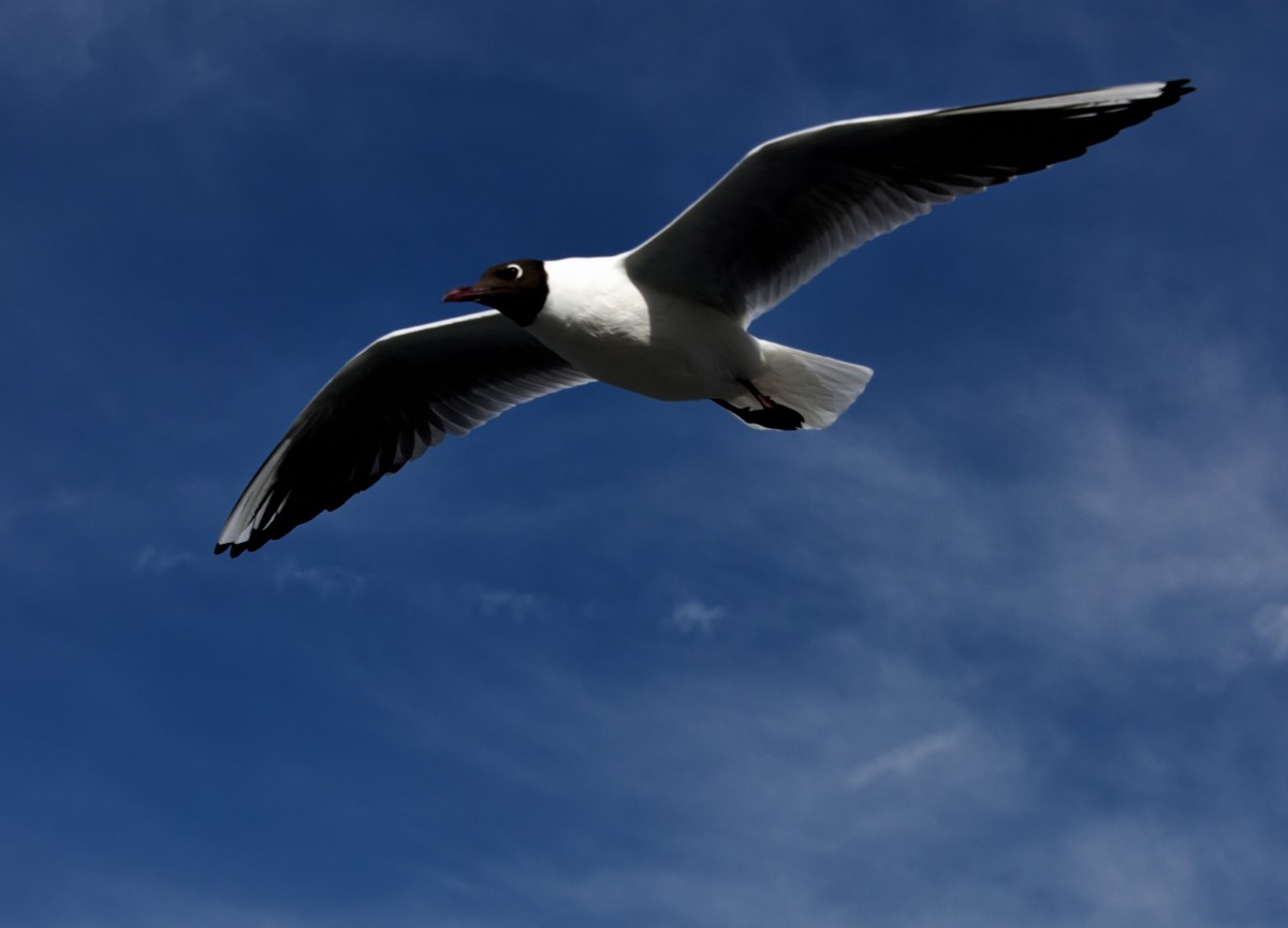 海埂大坝的海鸥【6】