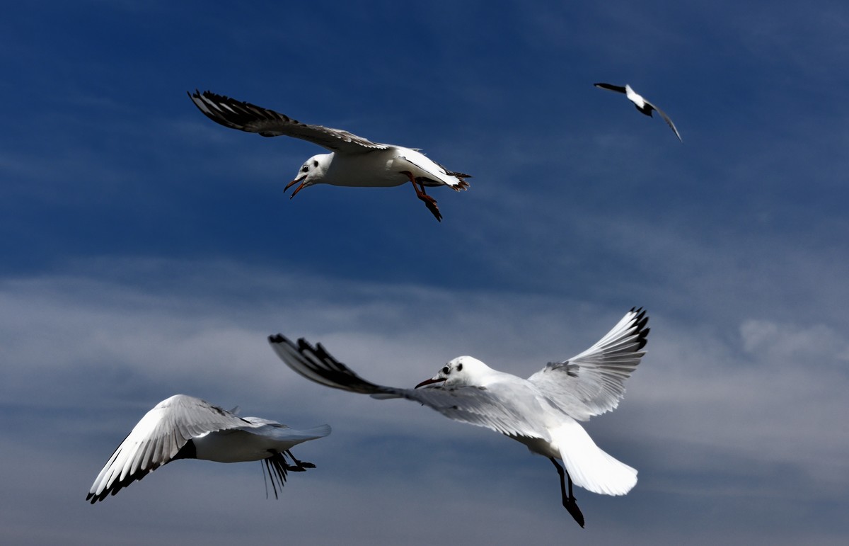 海埂大坝的海鸥【6】