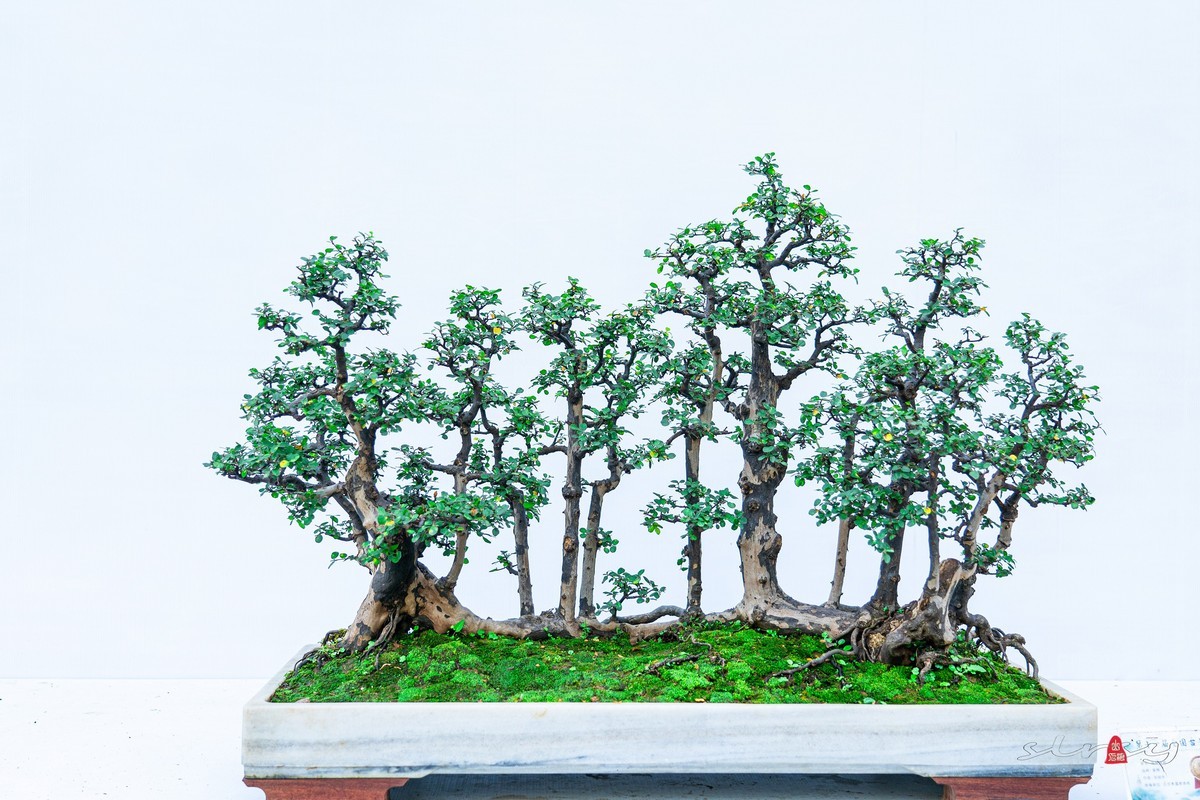 第十一届全国盆景展（三）树桩类（1）