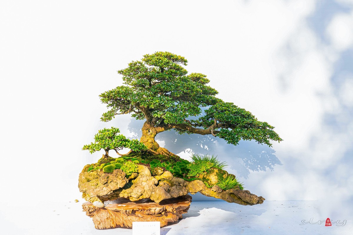 第十一届全国盆景展（三）树桩类（1）