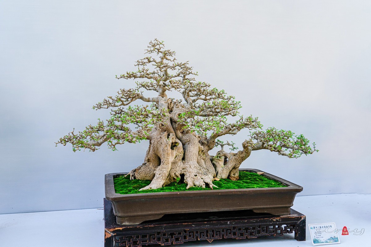 第十一届全国盆景展（三）树桩类（1）