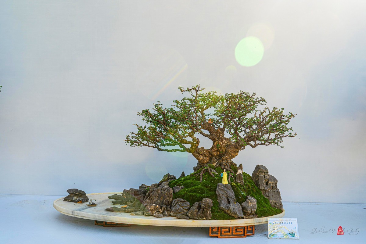 第十一届全国盆景展（三）树桩类（1）