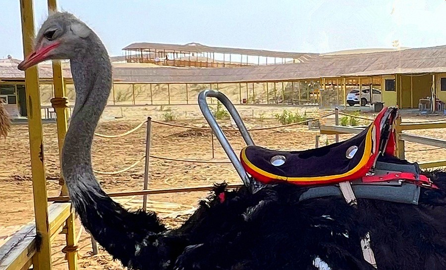 《不老松：纪实摄影》【山河锦绣】南疆游摄！(9)尉犁县罗布人村寨鸵鸟！