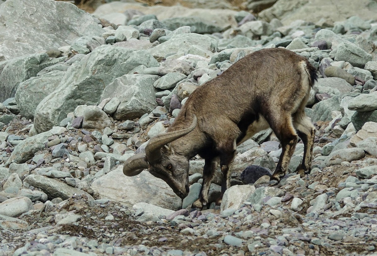 贺兰山贺兰沟的随拍