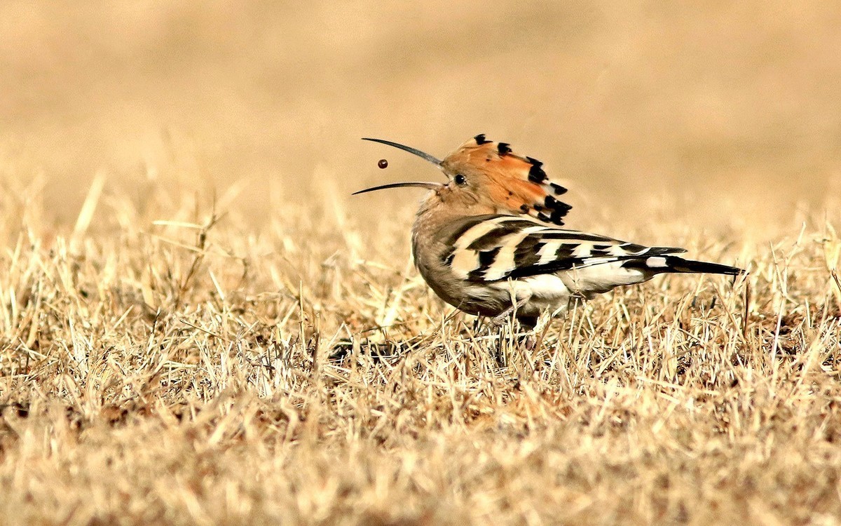 公园里的戴胜鸟