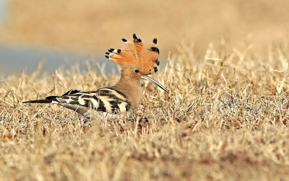公园里的戴胜鸟