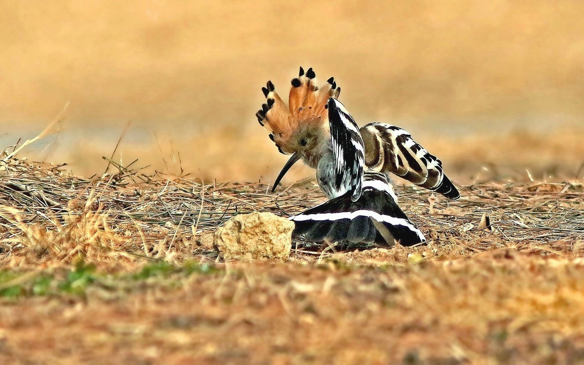 公园里的戴胜鸟