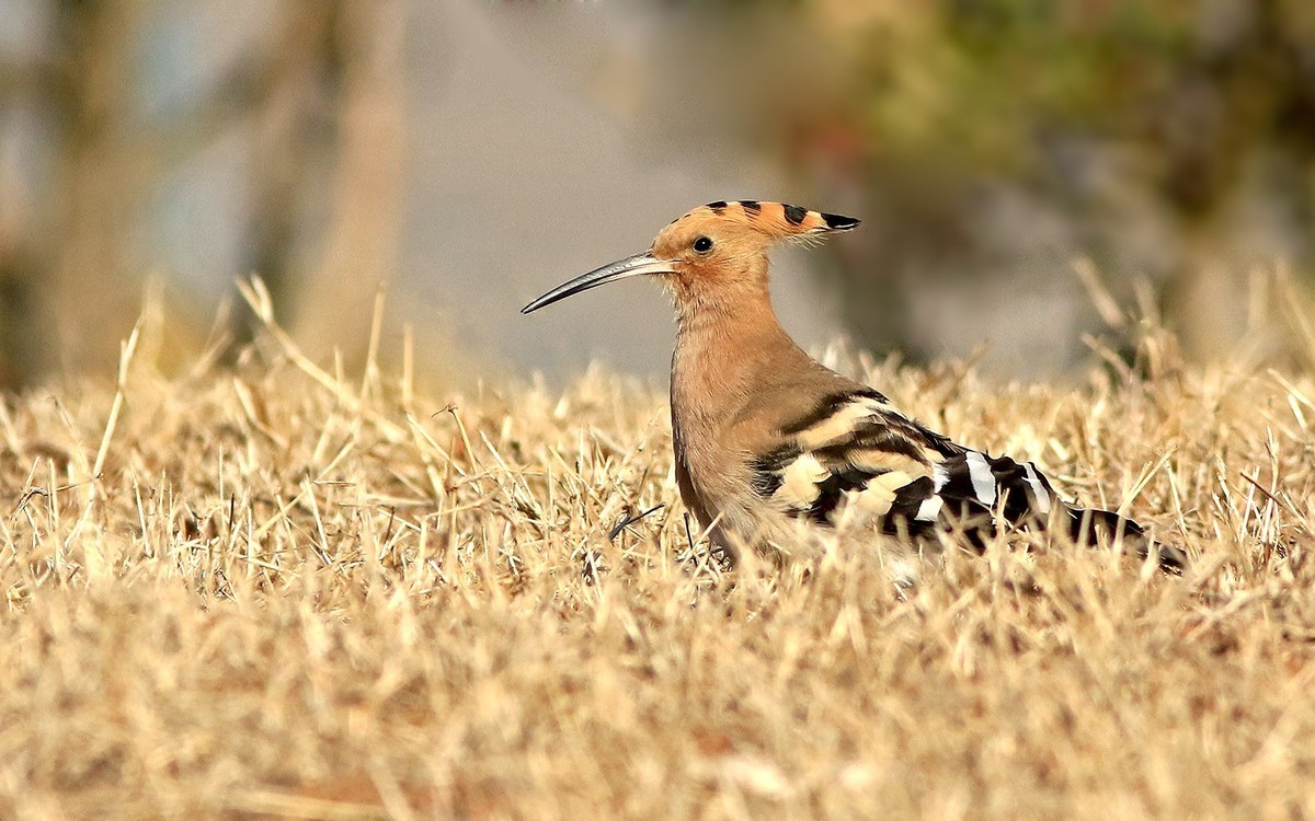 公园里的戴胜鸟
