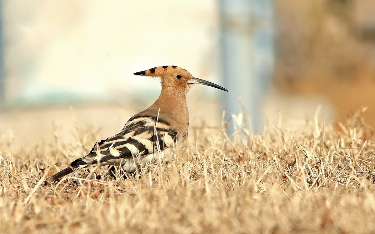 公园里的戴胜鸟
