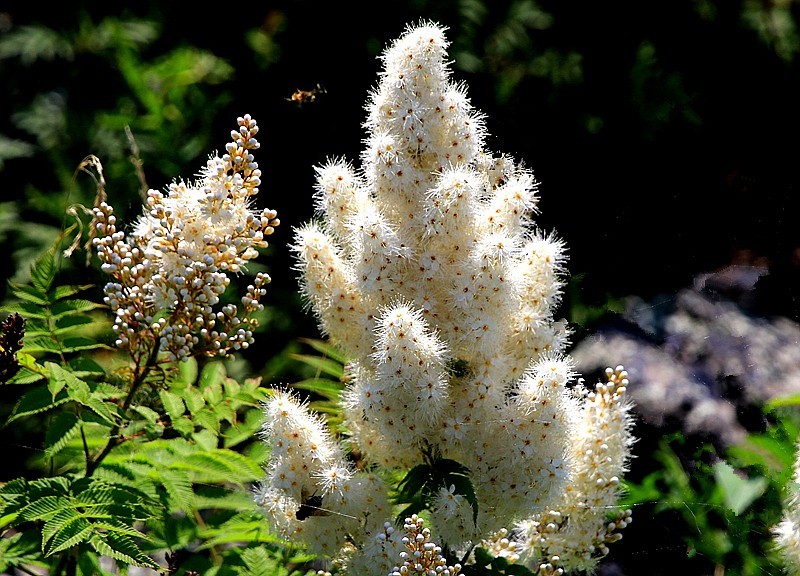 【不老松：纪实摄影】在火焰山灰中顽强生长的珍珠梅！