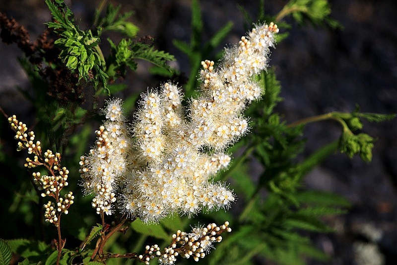 【不老松：纪实摄影】在火焰山灰中顽强生长的珍珠梅！