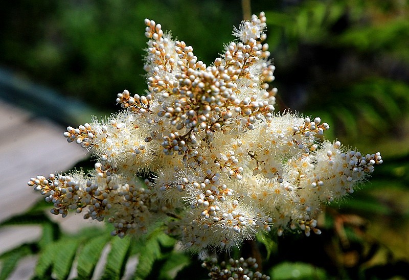 【不老松：纪实摄影】在火焰山灰中顽强生长的珍珠梅！