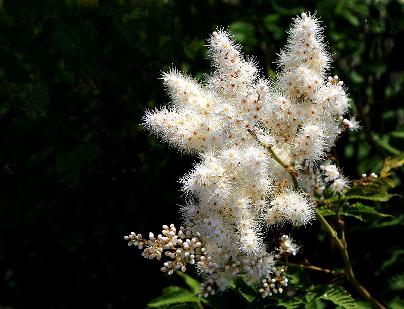 【不老松：纪实摄影】在火焰山灰中顽强生长的珍珠梅！