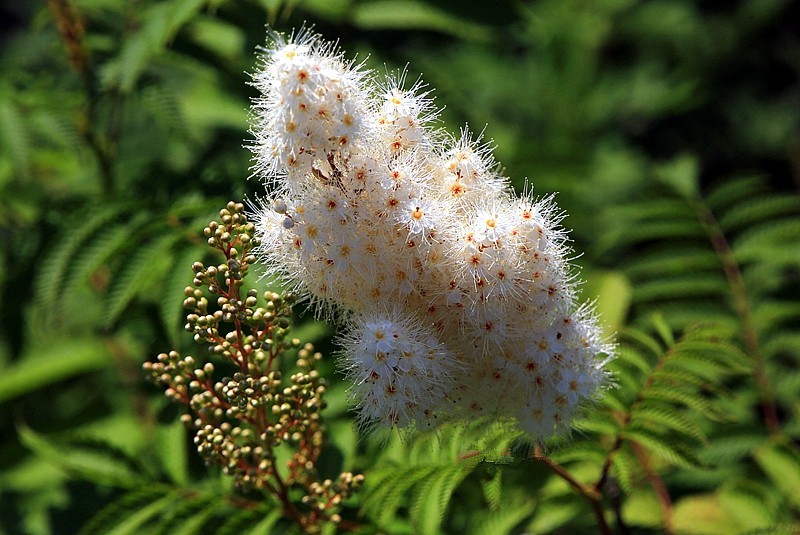 【不老松：纪实摄影】在火焰山灰中顽强生长的珍珠梅！