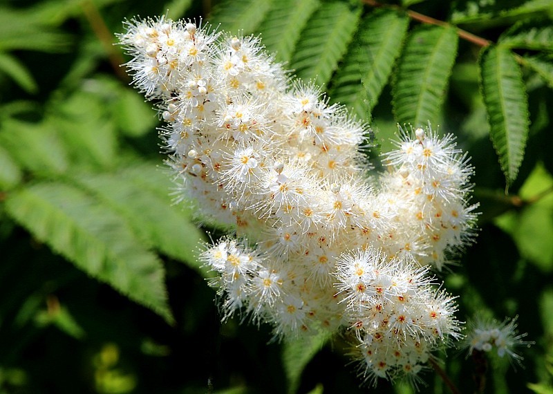 【不老松：纪实摄影】在火焰山灰中顽强生长的珍珠梅！