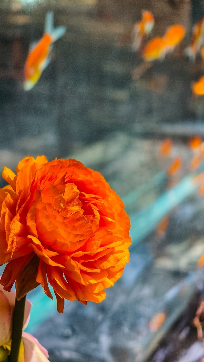 春 暖 花 开 （ 二 ）