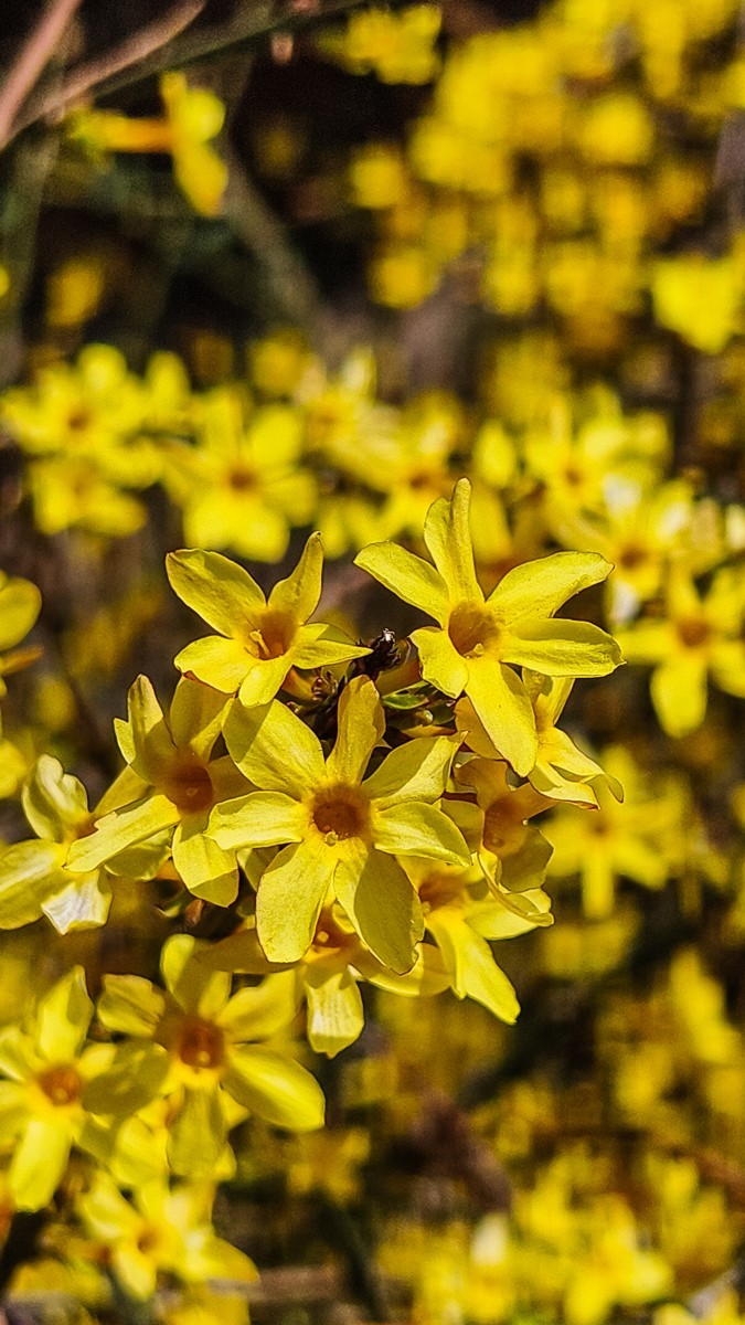 春 暖 花 开 （ 二 ）