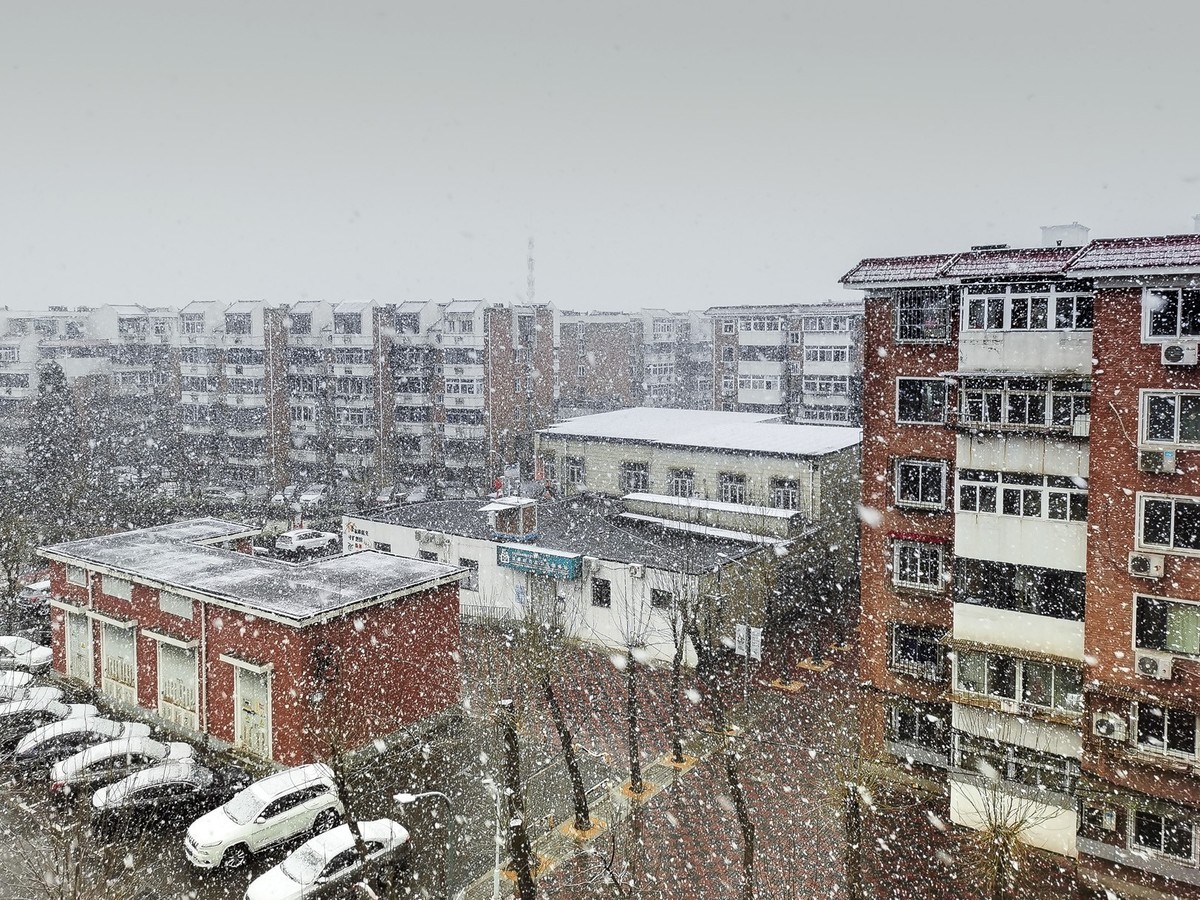 昨日天津下了今春下了一场大雪、今日早上去小区花园拍了些雪后的照片，请好友们浏览！