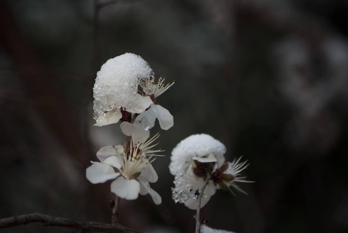 昨日天津下了今春下了一场大雪、今日早上去小区花园拍了些雪后的照片，请好友们浏览！