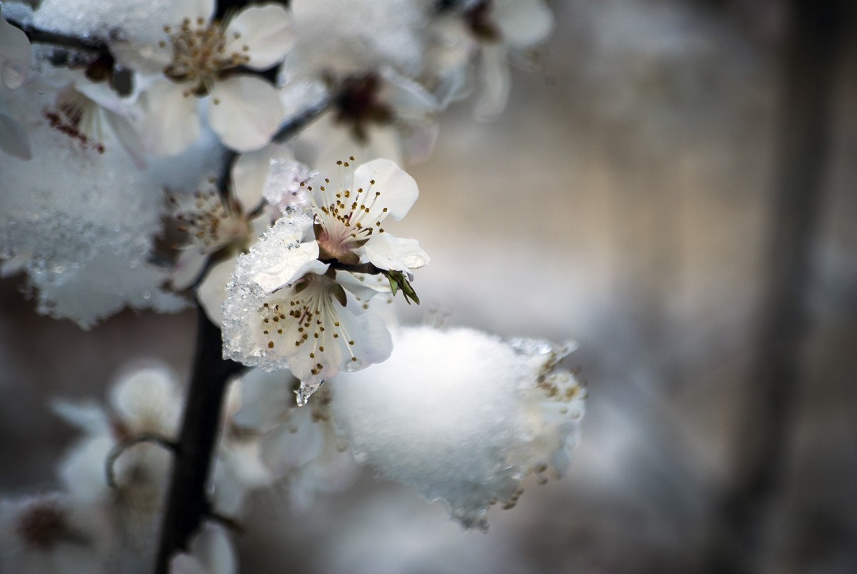 昨日天津下了今春下了一场大雪、今日早上去小区花园拍了些雪后的照片，请好友们浏览！
