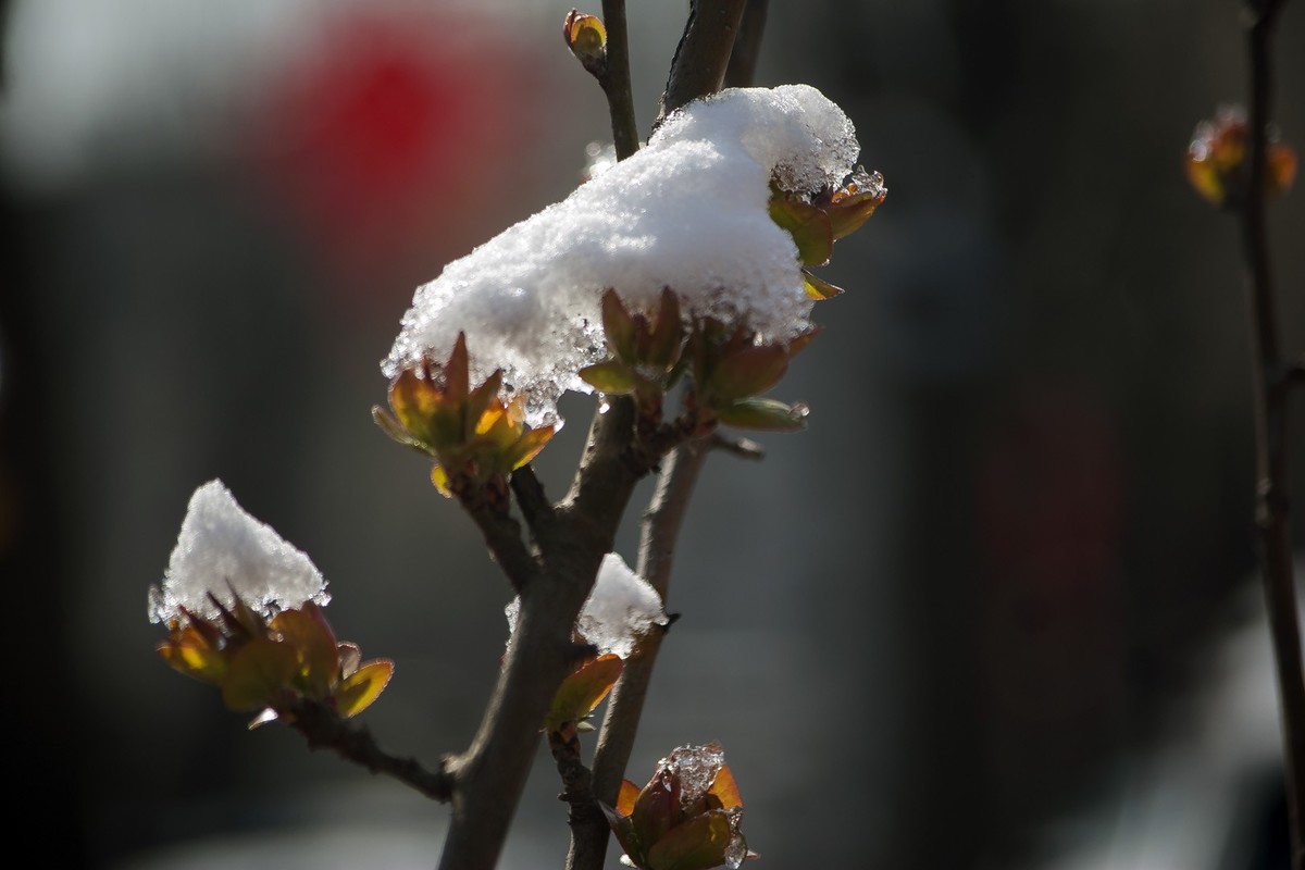 昨日天津下了今春下了一场大雪、今日早上去小区花园拍了些雪后的照片，请好友们浏览！