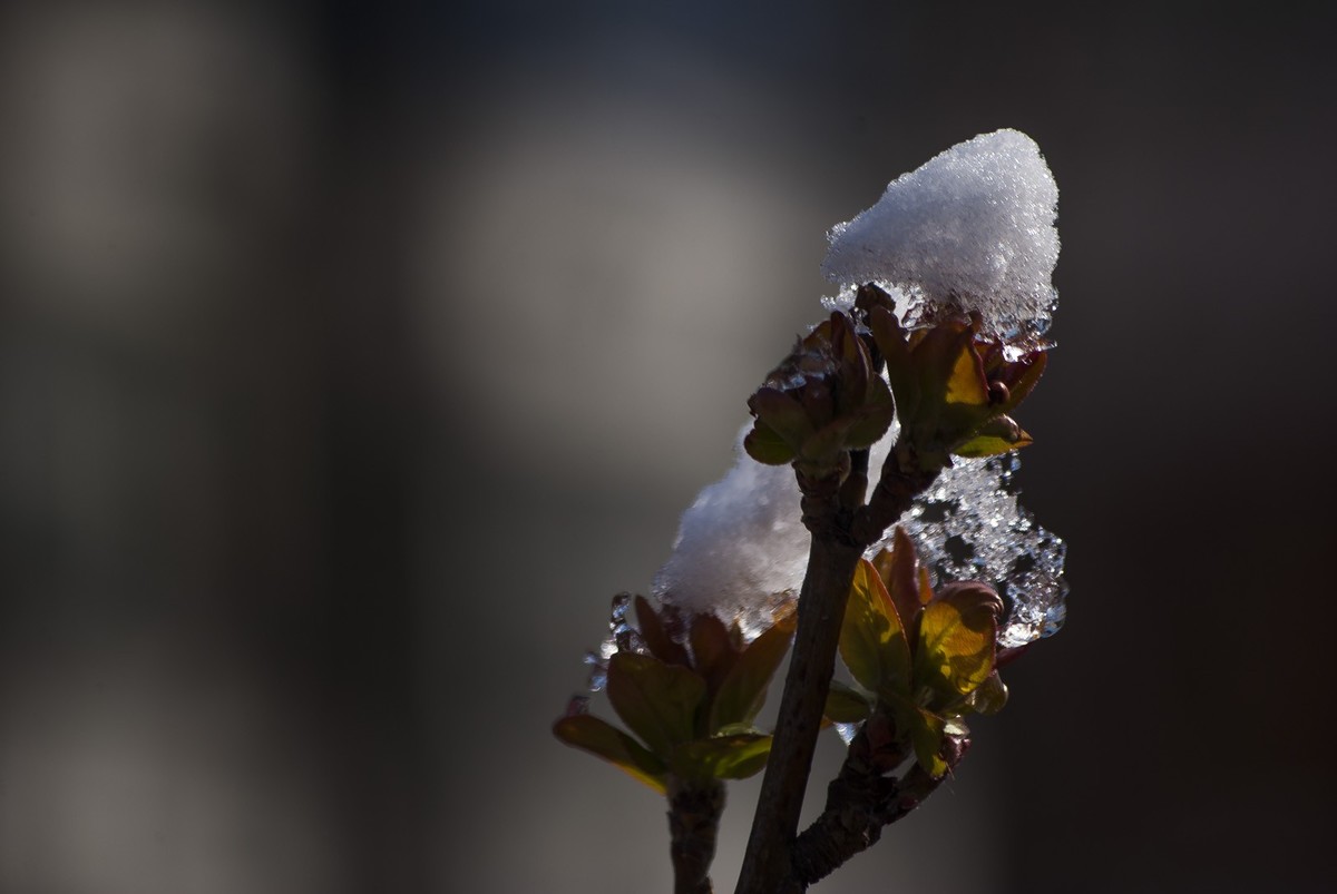 昨日天津下了今春下了一场大雪、今日早上去小区花园拍了些雪后的照片，请好友们浏览！