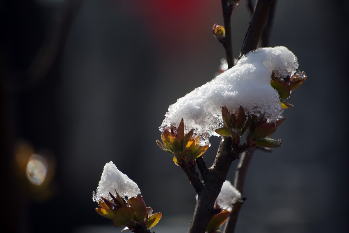 昨日天津下了今春下了一场大雪、今日早上去小区花园拍了些雪后的照片，请好友们浏览！