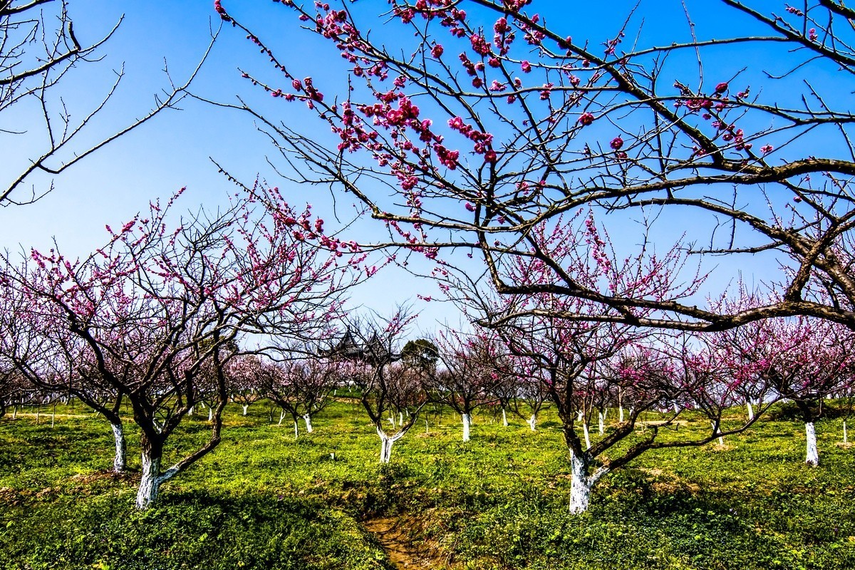 奉贤海湾森林公园