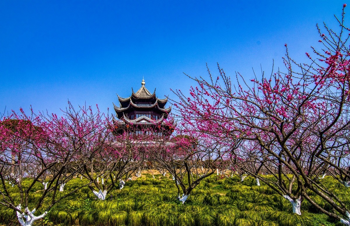 奉贤海湾森林公园