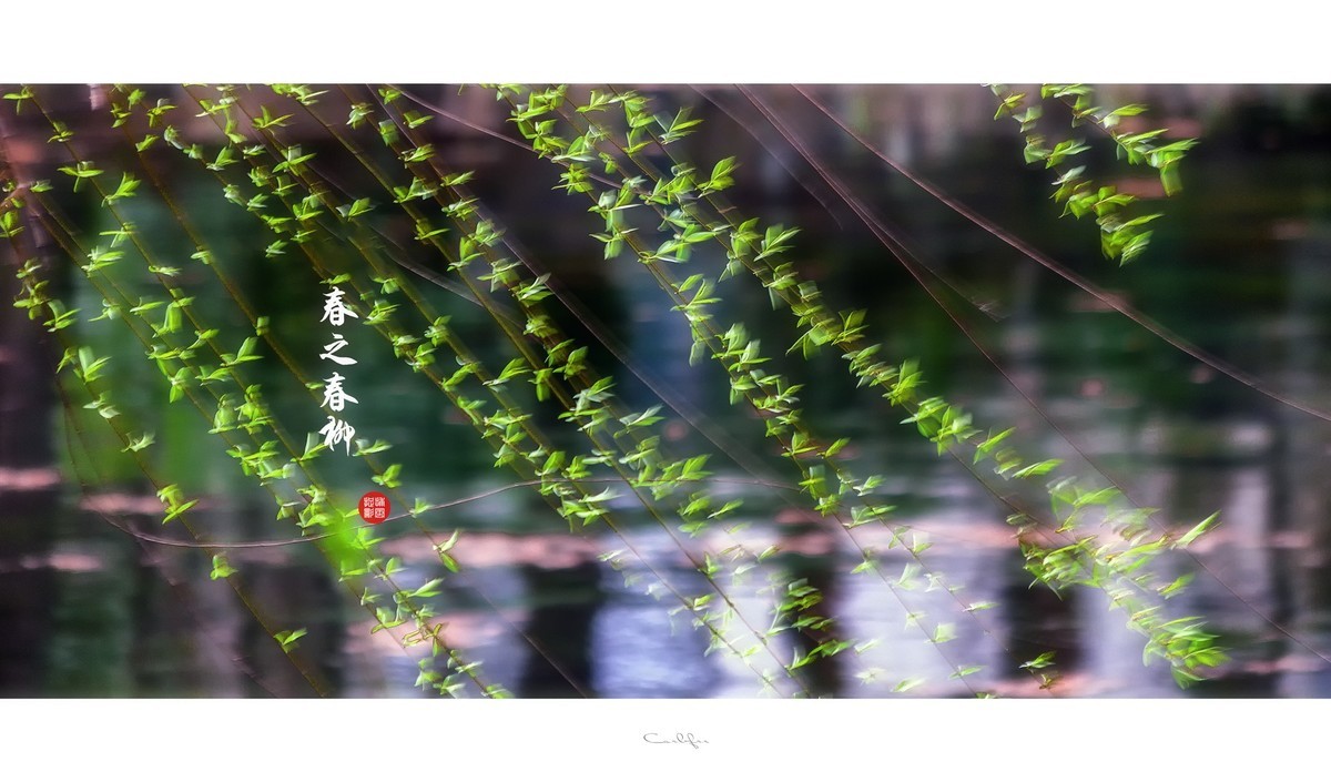春风青柳扭动