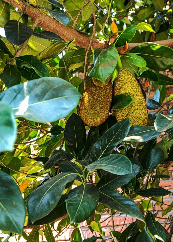 西双版纳--傣族园【6】续完