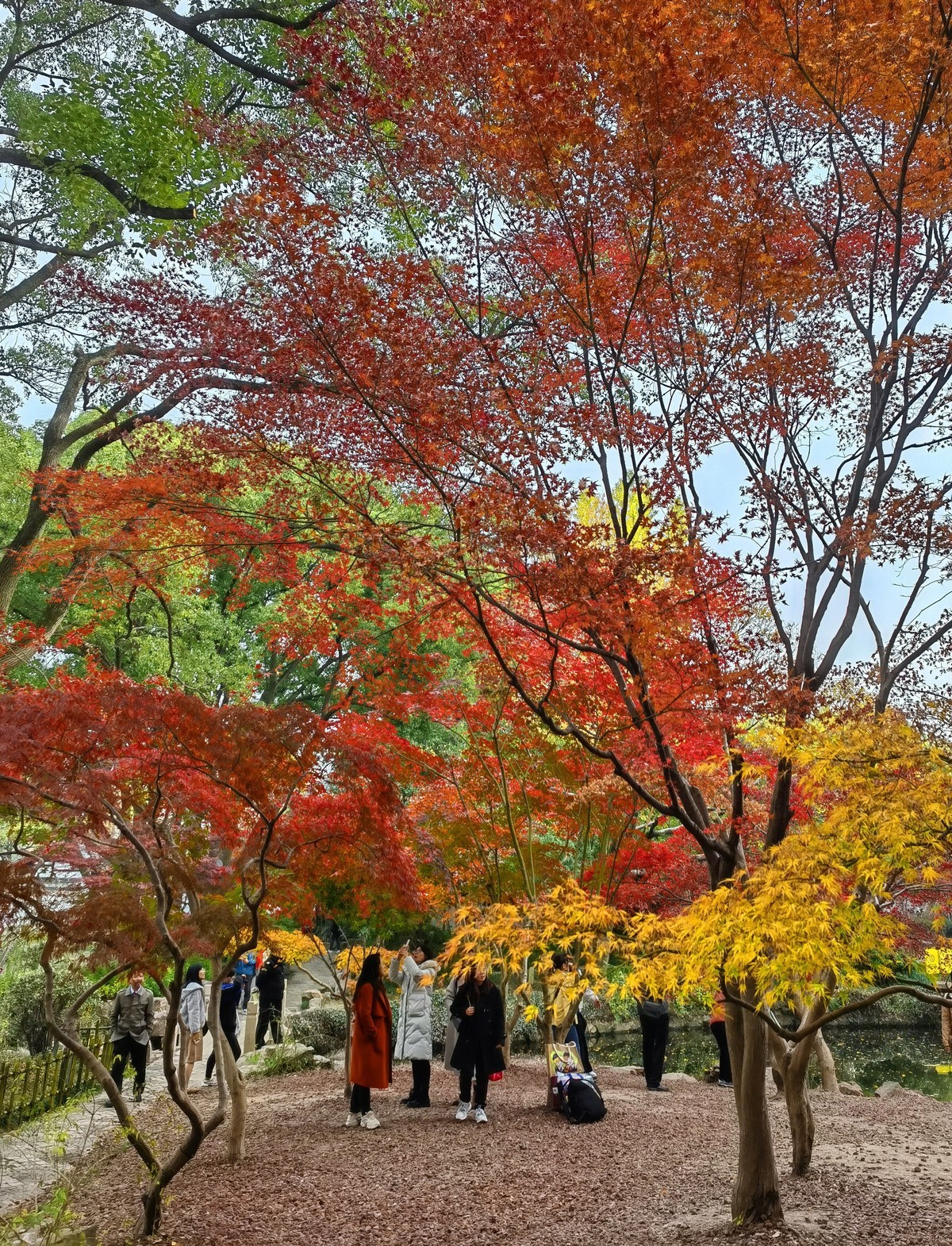 上海秋霞圃秋色