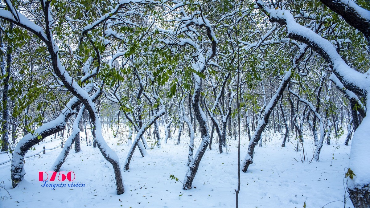 入冬塞北第一场雪（6）