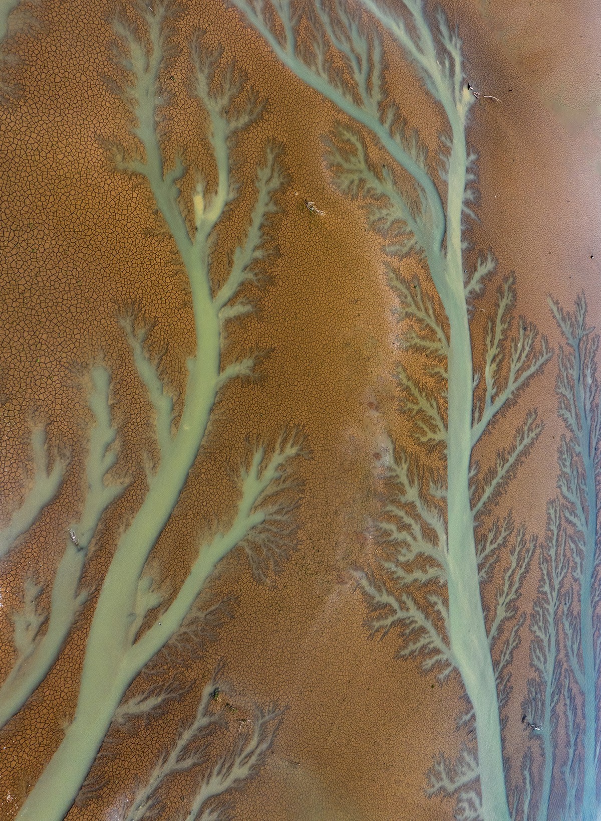 平山冶河惊现“大地之树”