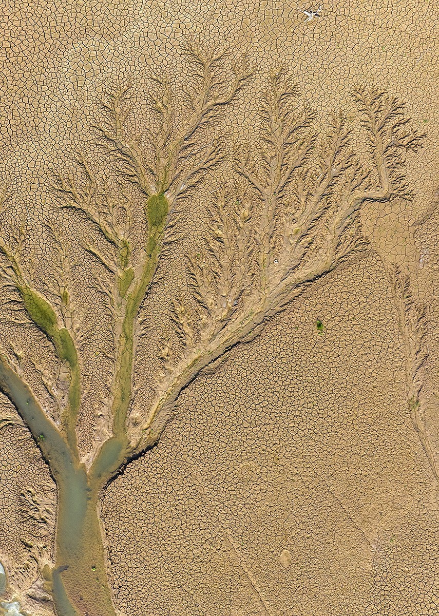 平山冶河惊现“大地之树”