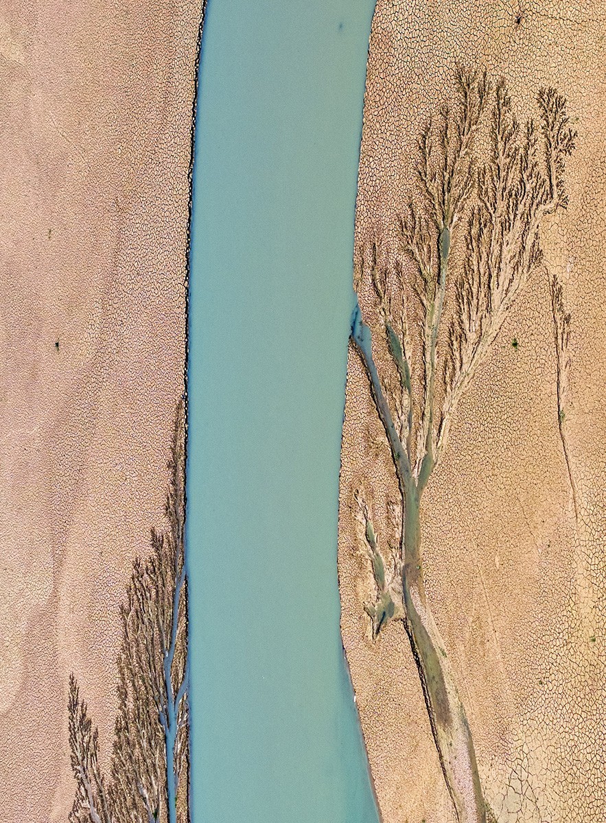 平山冶河惊现“大地之树”