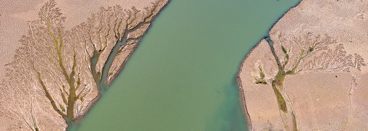 平山冶河惊现“大地之树”