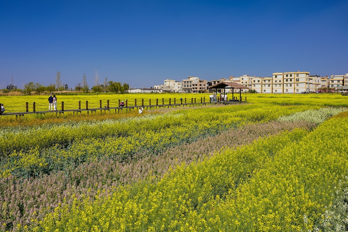 春日记忆—绿皮火车+油菜花海
