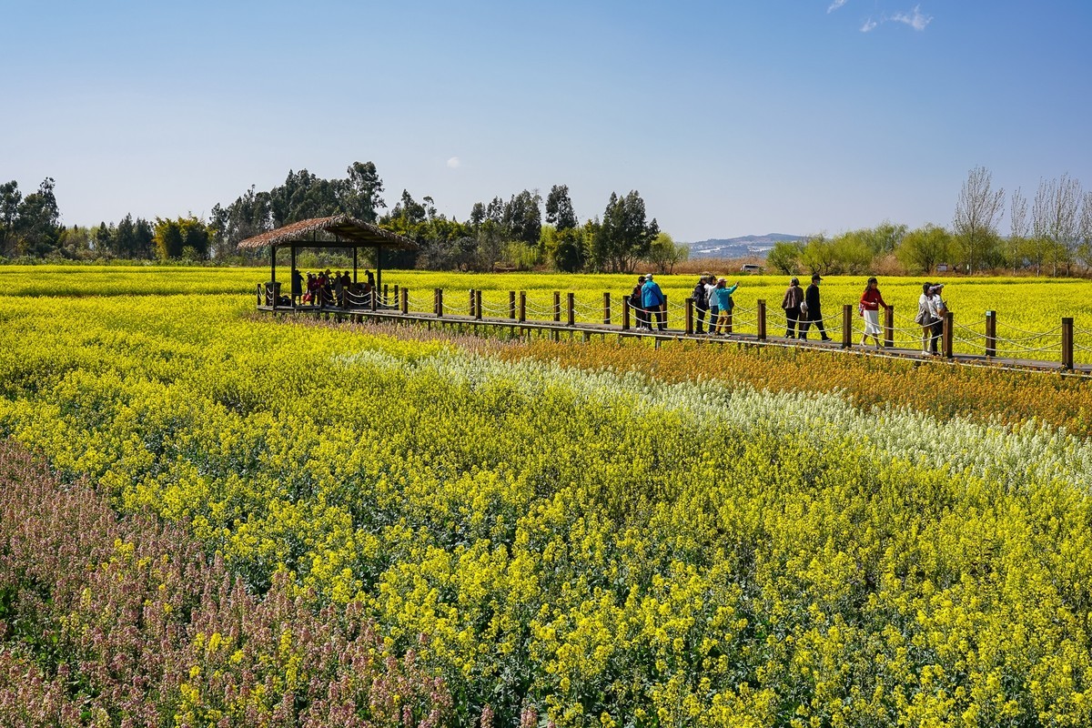 春日记忆—绿皮火车+油菜花海