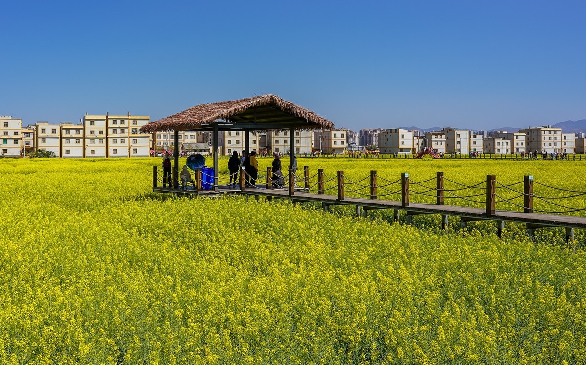 春日记忆—绿皮火车+油菜花海