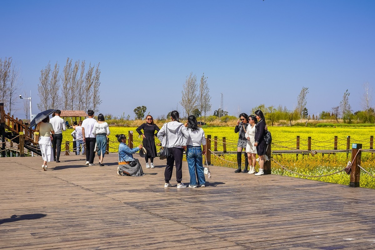 春日记忆—绿皮火车+油菜花海