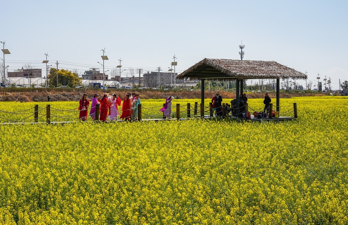 春日记忆—绿皮火车+油菜花海