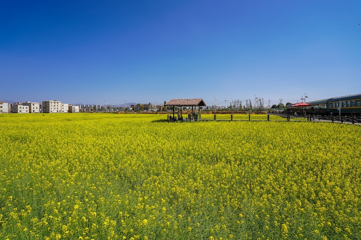 春日记忆—绿皮火车+油菜花海