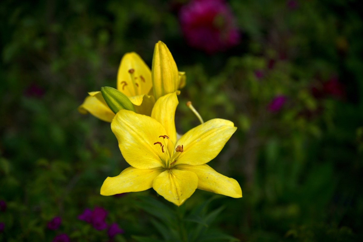 新疆游/禾木村（29）