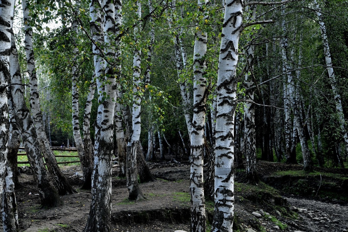 新疆游/禾木村（29）